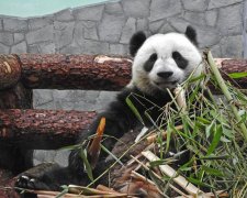  两只中国大熊猫于今年夏天来到莫斯科并开始为期15年的旅居“生活”